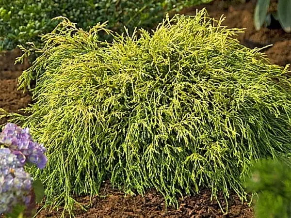 Cyprysik groszkowy ‘Sungold’.