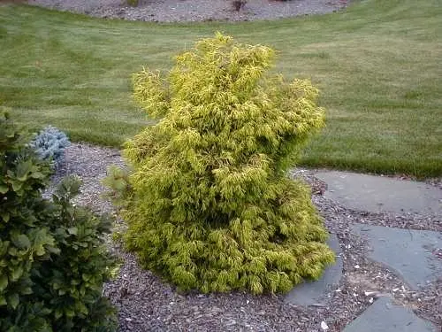 Cyprysik tępołuskowy ‘Tsatsumi Gold’.