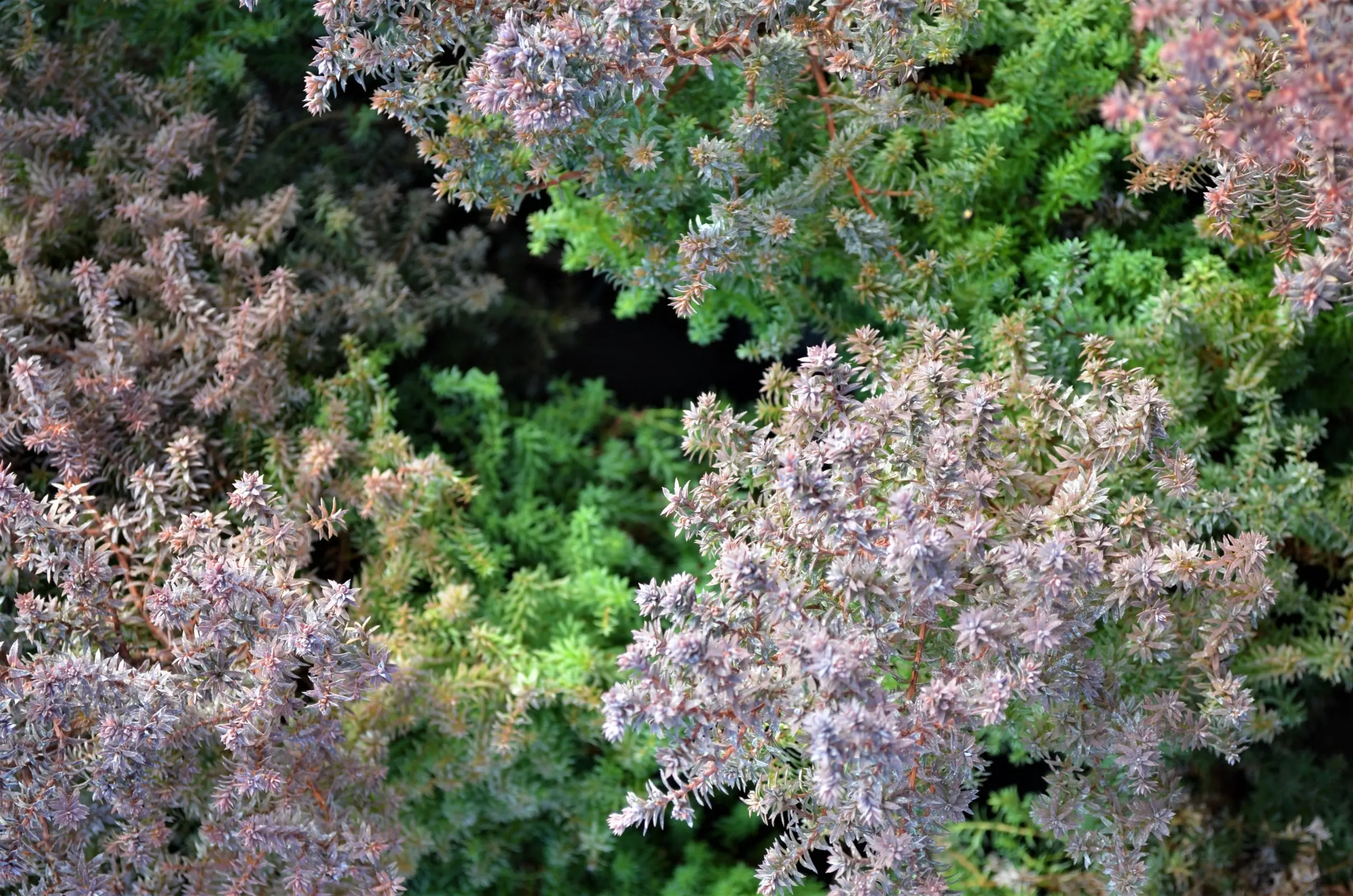 Cyprysik żywotnikowaty ‘Rubicon’.