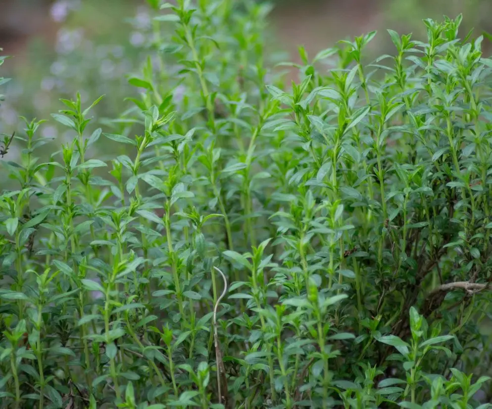 Cząber ogrodowy (Satureja montana) – półkrzewik, lubi słońce i ubogie podłoże.