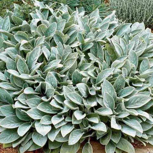 Czyściec wełnisty (Stachys byzantina) – srebrne liście, bardzo odporny.