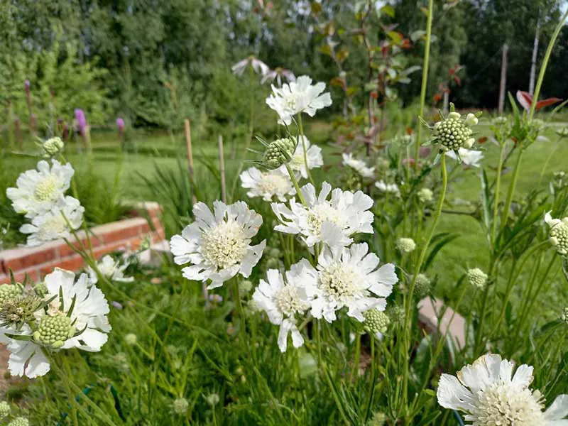 Driakiew (Scabiosa caucasica) – długie kwitnienie, lubi słońce.