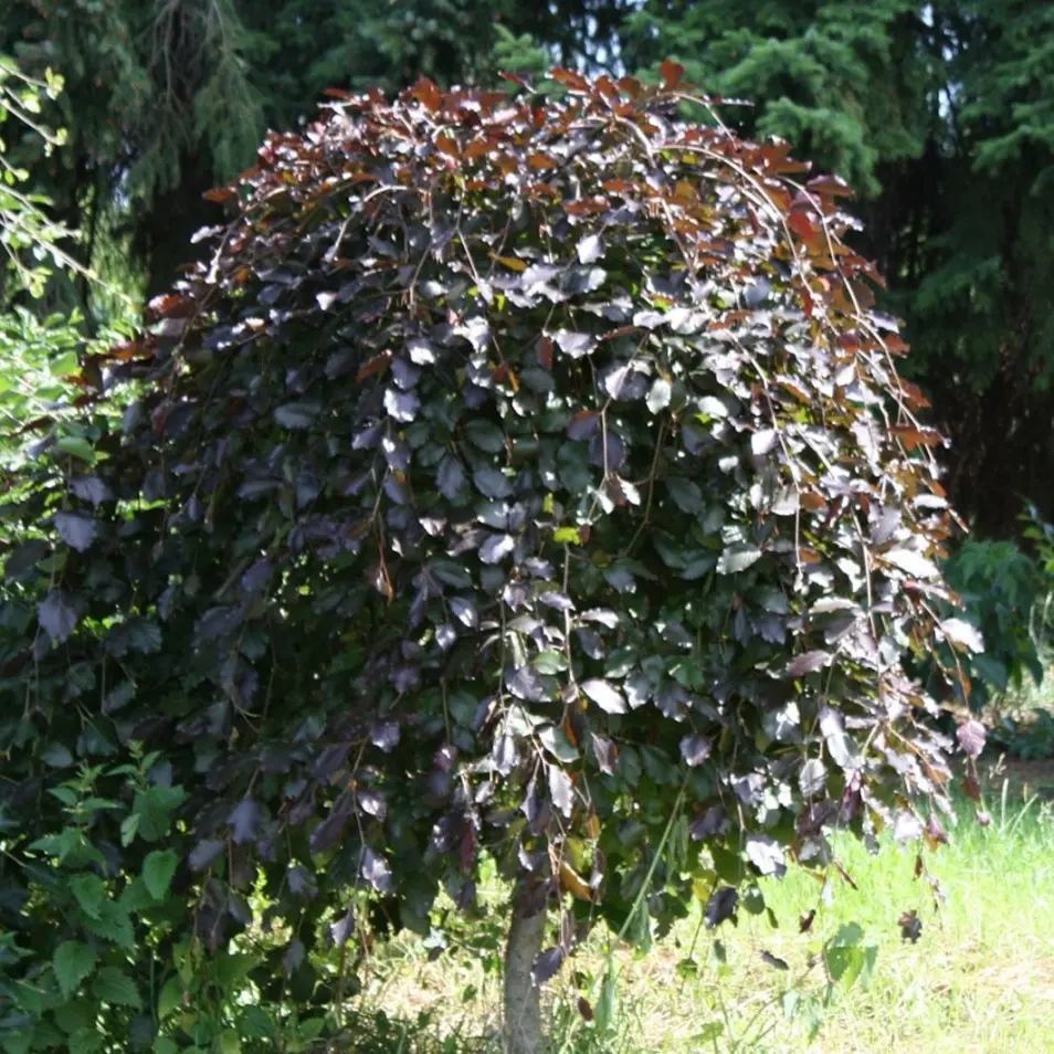 Fagus sylvatica ‘Purpurea Nana’ – karłowy buk o purpurowych liściach.