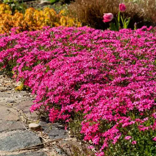 Floks szydlasty (Phlox subulata) – dywanowa bylina do słońca, odporna na mróz.