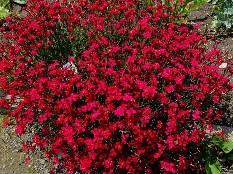 Goździk kropkowany (Dianthus deltoides) – niski, odporny, na słońce.