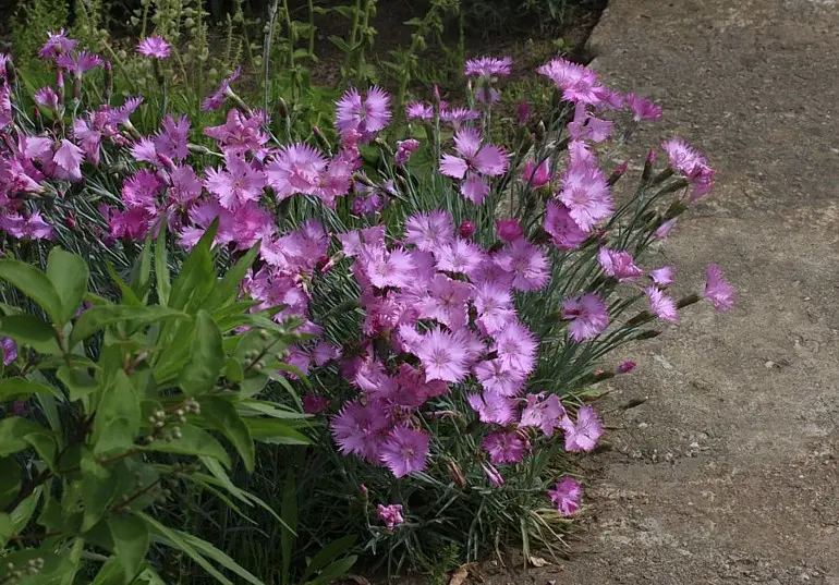 Goździk pierzasty – trwała bylina do donic, obfite kwitnienie.
