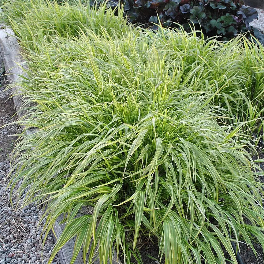 Hakonechloa smukła 'Albo-striata'
