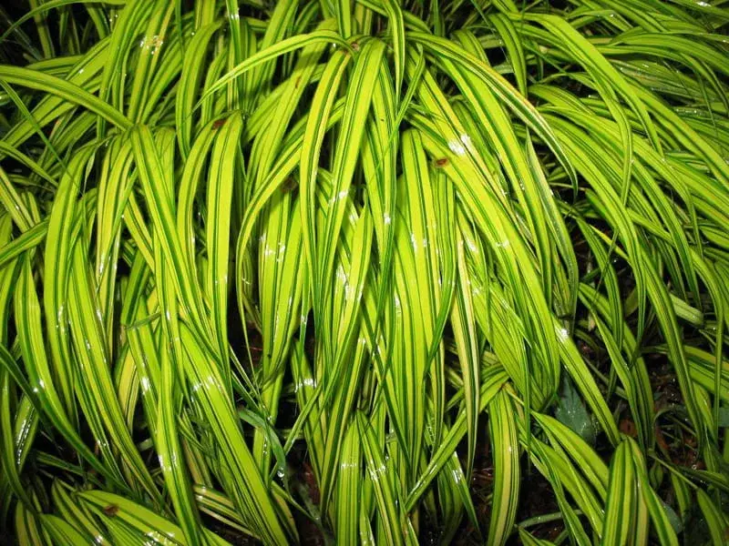 Hakonechloa smukła 'Aureola'