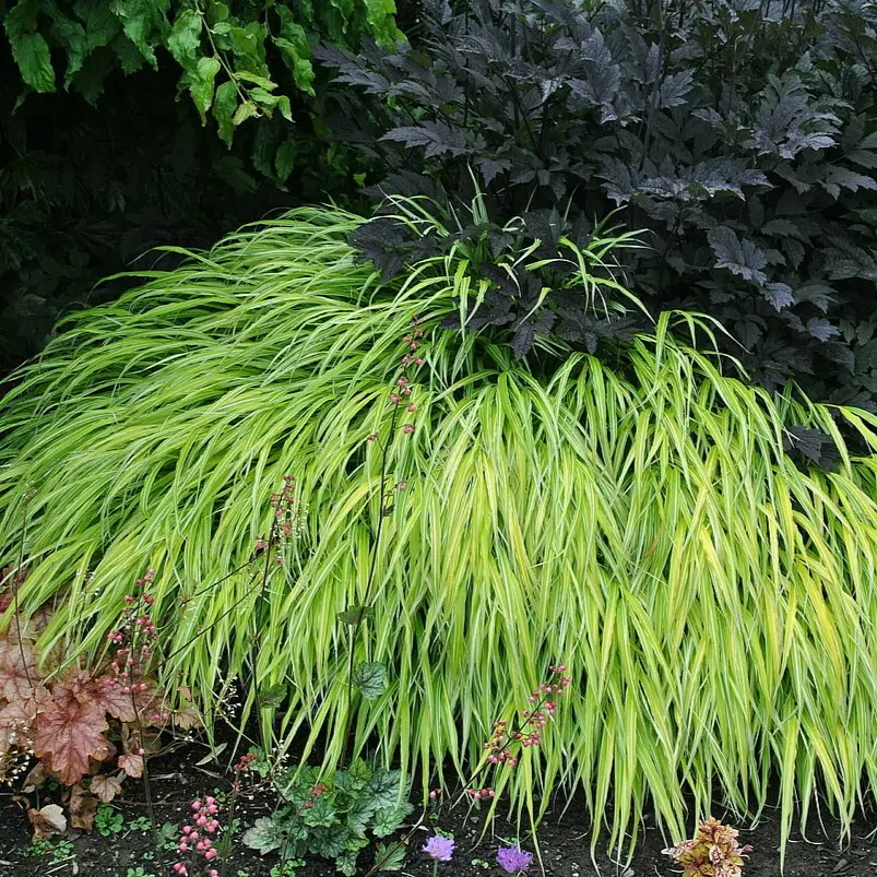Hakonechloa smukła 'Stripe It Rich'