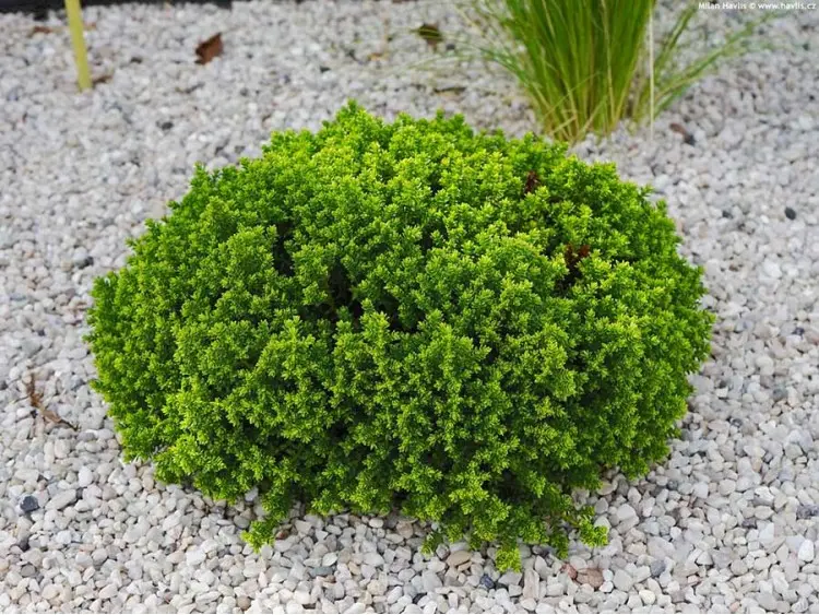 Hebe ‘Green Globe’