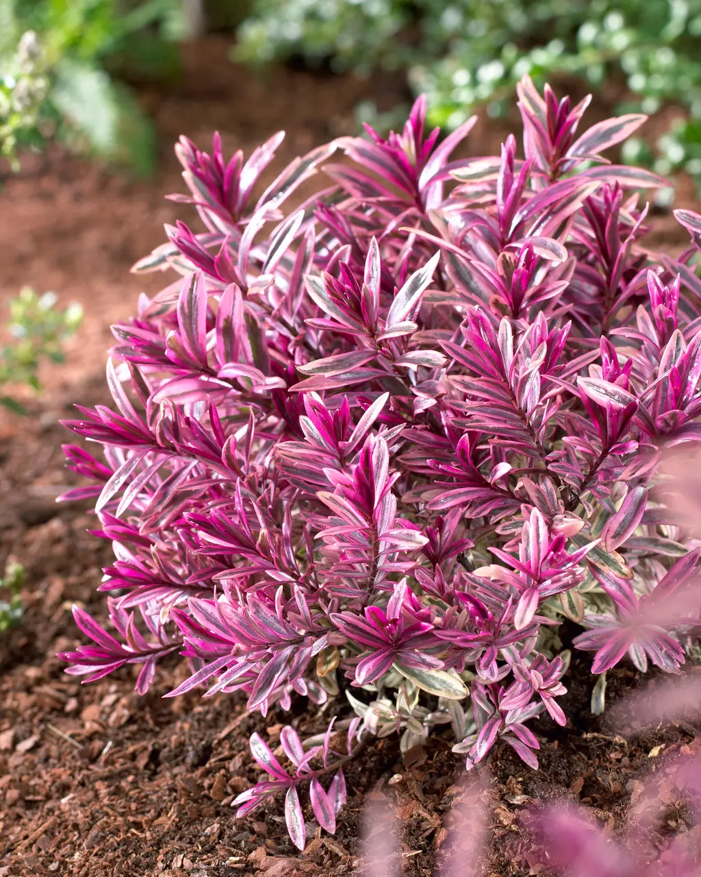 Hebe ‘Heartbreaker’