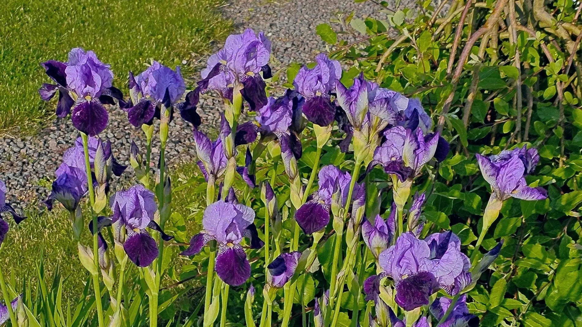 Irys bródkowy (Iris germanica) – przepuszczalne, podniesione podłoże.