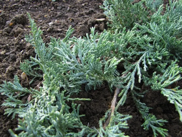 Juniperus horizontalis ‘Glacier’ – srebrzysty płożący.