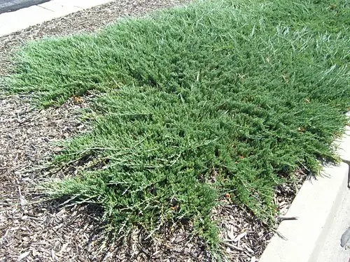 Juniperus horizontalis ‘Prostrata’ – klasyk na brzegi donic.