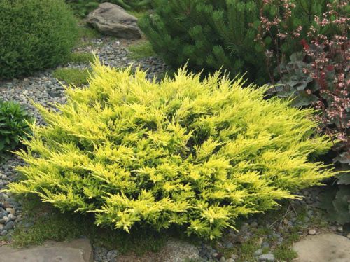 Juniperus horizontalis ‘Lime Glow’ – żółtozielony dywan (plik JPG).