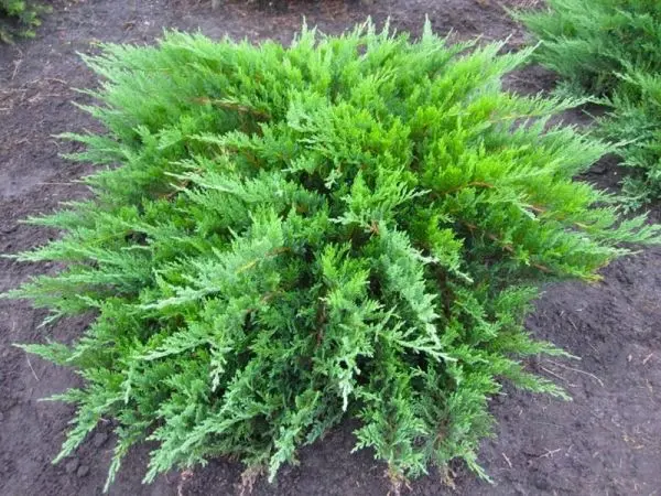 Juniperus sabina ‘Tamariscifolia’ – miękki, rozłożysty.