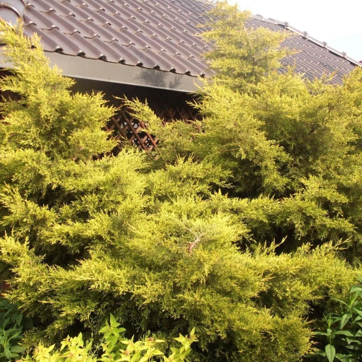 Jałowiec chiński ‘Kuriwao Gold’.