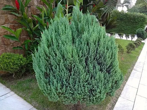 Jałowiec chiński ‘Stricta’.