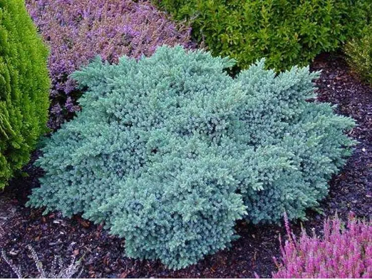 Jałowiec łuskowaty ‘Blue Star’.