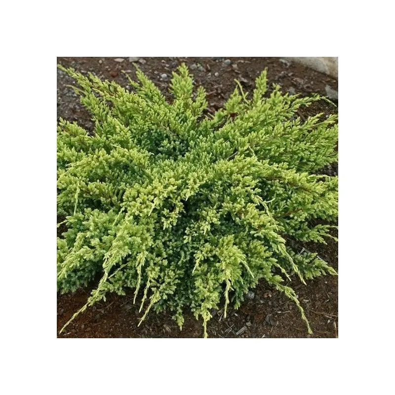 Jałowiec łuskowaty ‘Dream Joy’.