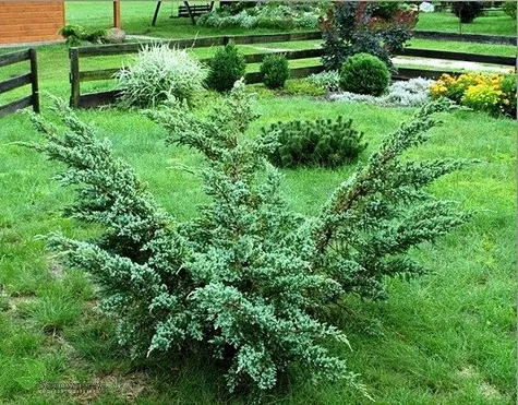 Jałowiec łuskowaty ‘Meyeri’.