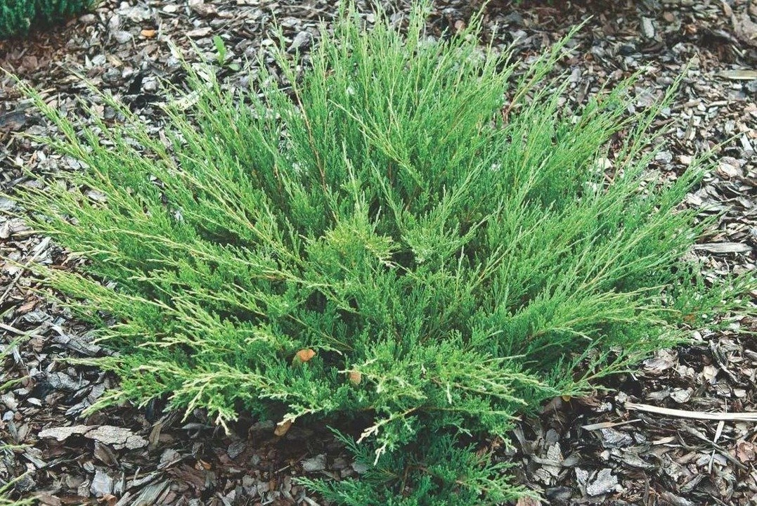 Jałowiec płożący ‘Andora Compact’.