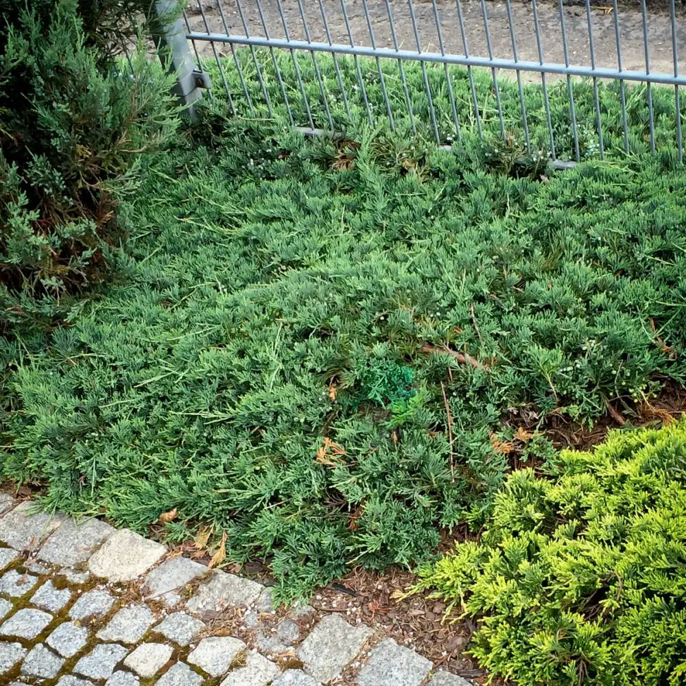 Jałowiec płożący ‘Bar Harbor’.