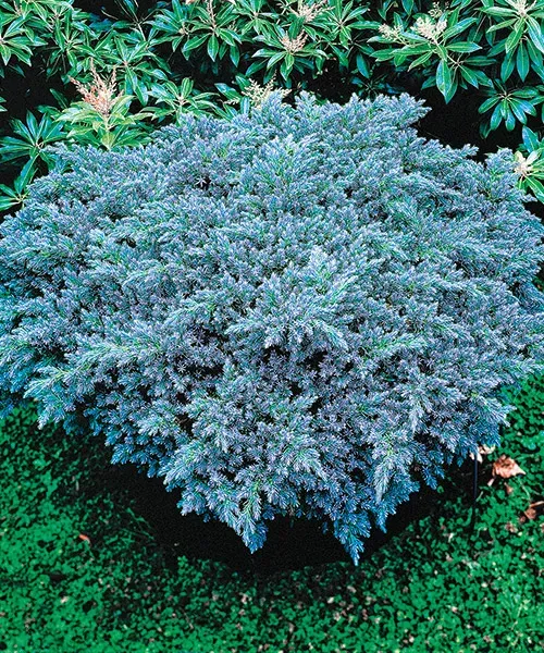 Jałowiec płożący ‘Blue Chip’ – mrozoodporny do donic.