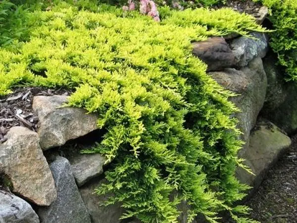 Jałowiec płożący ‘Golden Carpet’ – mrozoodporny do donic.