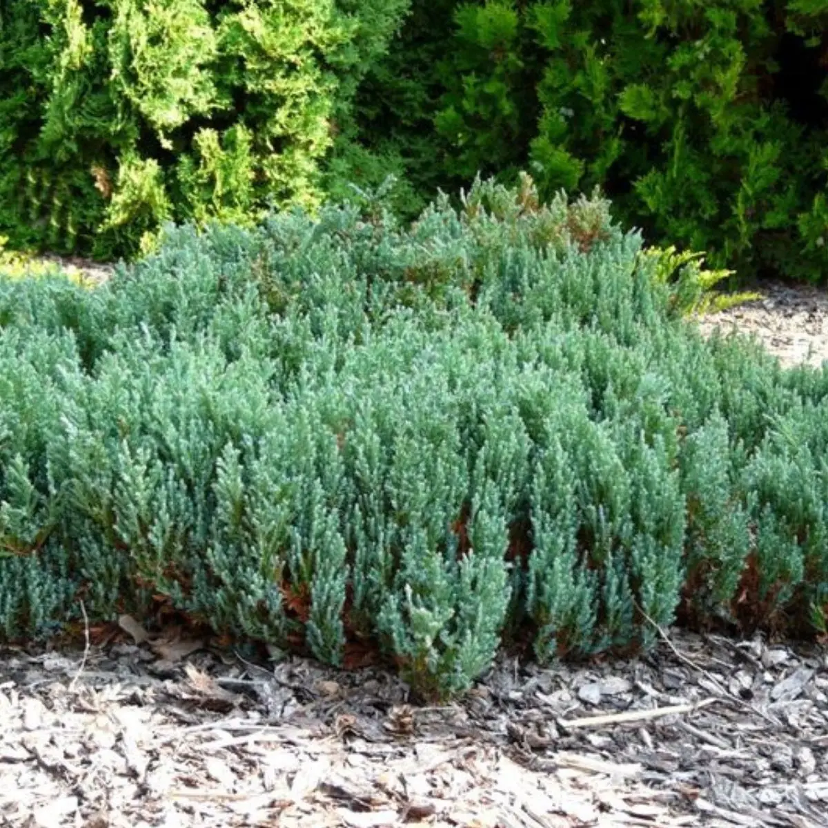 Jałowiec płożący ‘Grey Pearl’.