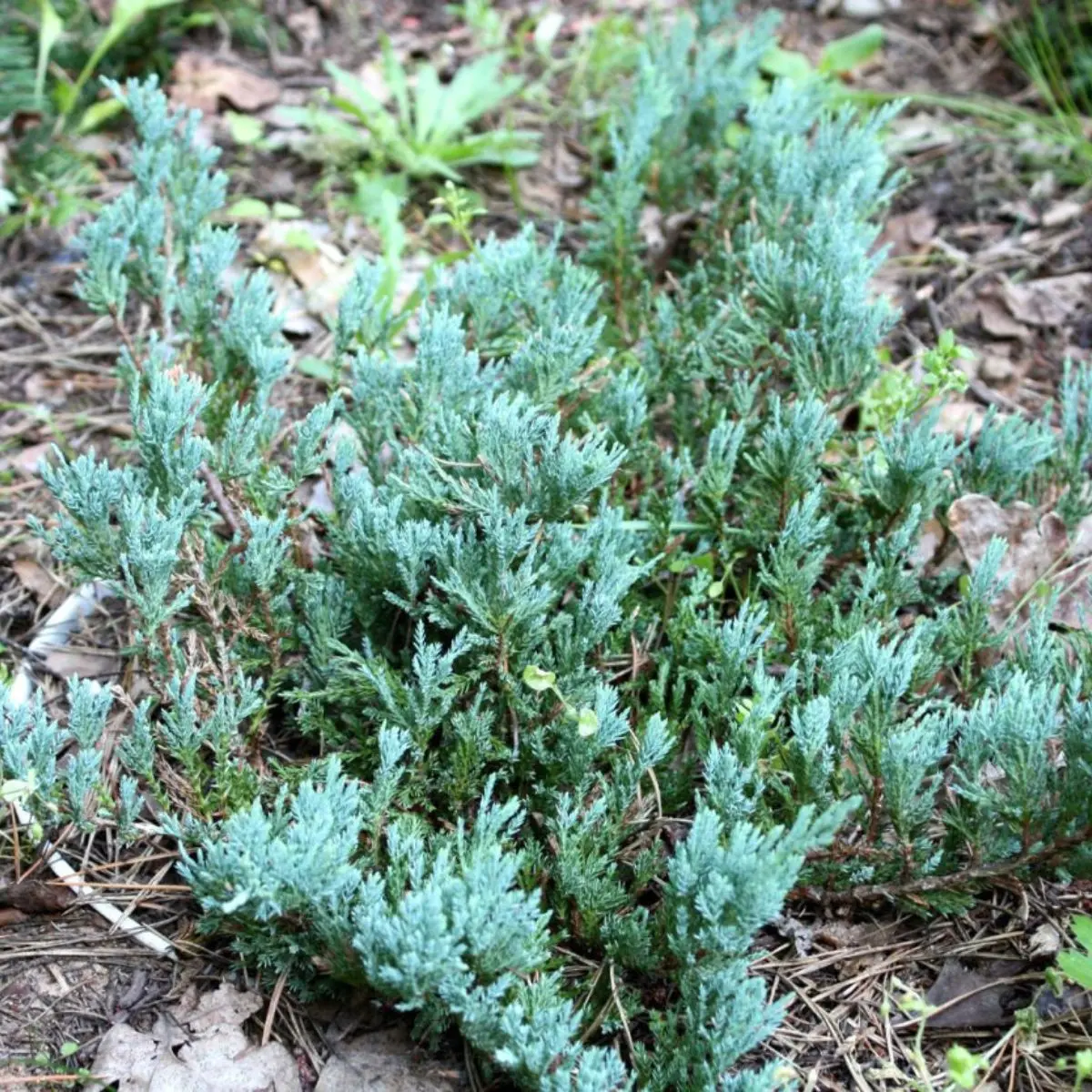 Jałowiec płożący ‘Hughes’.