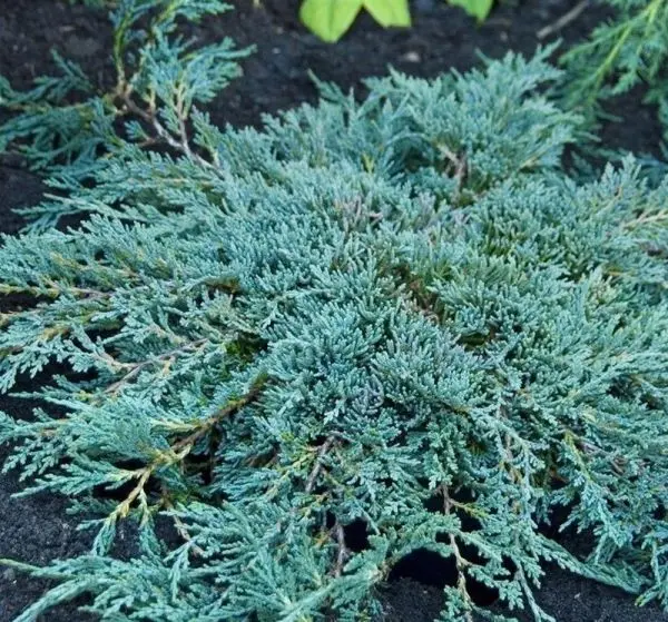 Jałowiec płożący ‘Icee Blue’.