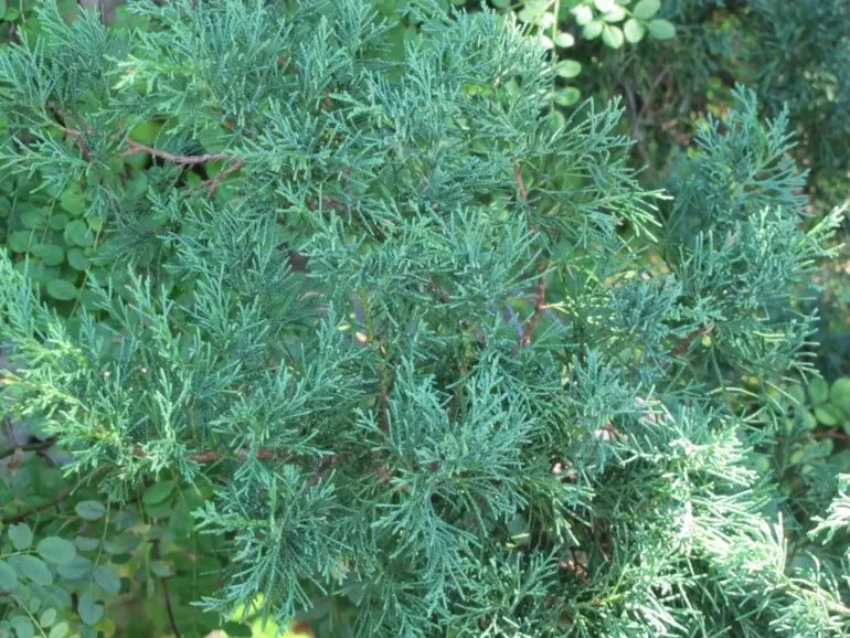 Jałowiec płożący ‘Sargentii’.