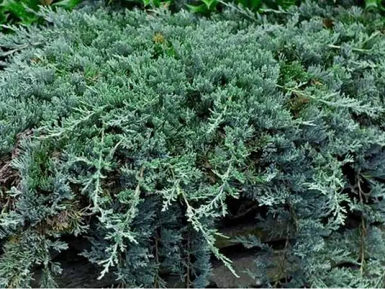 Jałowiec płożący ‘Wiltonii’.