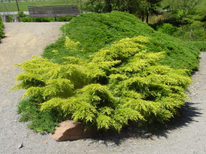 Jałowiec pośredni ‘Gold Star’.