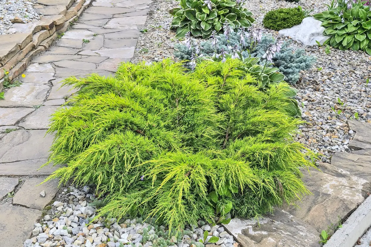 Jałowiec pośredni ‘Old Gold’.