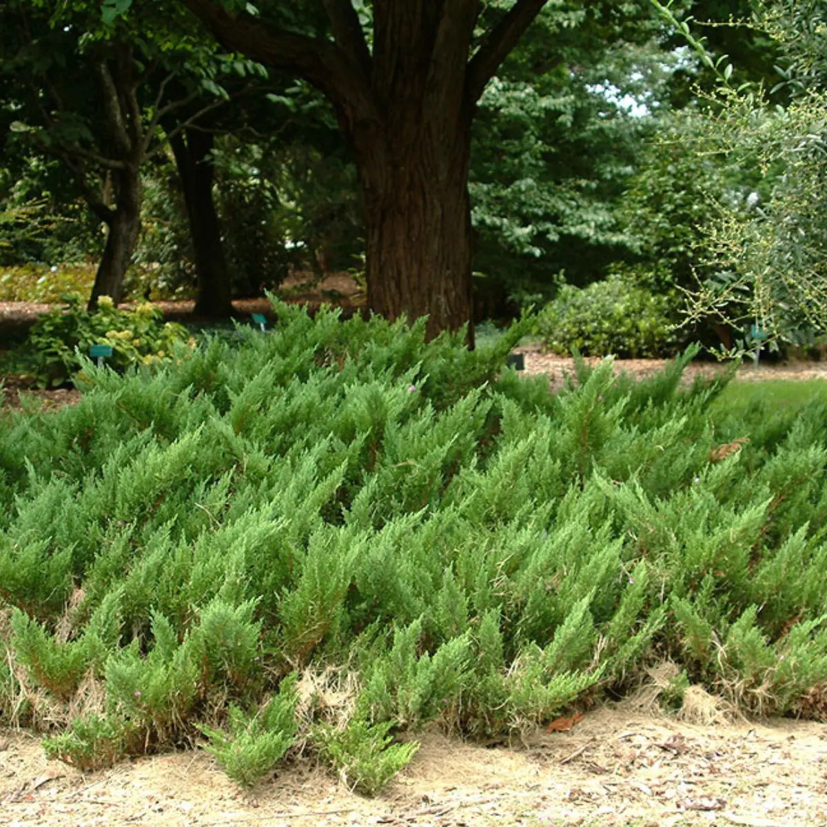 Jałowiec sabiński ‘Mas’.