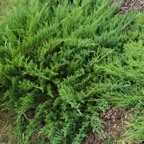 Jałowiec sabiński ‘Rockery Gem’.