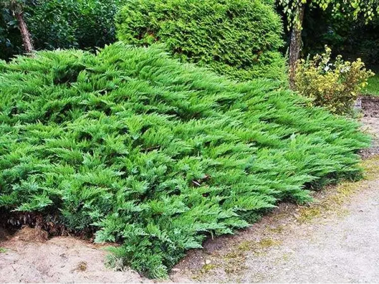 Jałowiec sabiński ‘Tamariscifolia’.