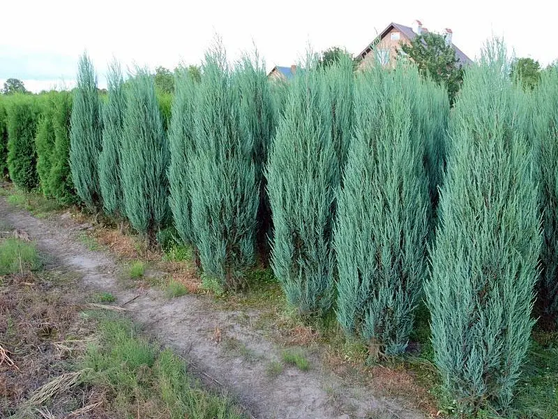 Jałowiec skalny ‘Skyrocket’.