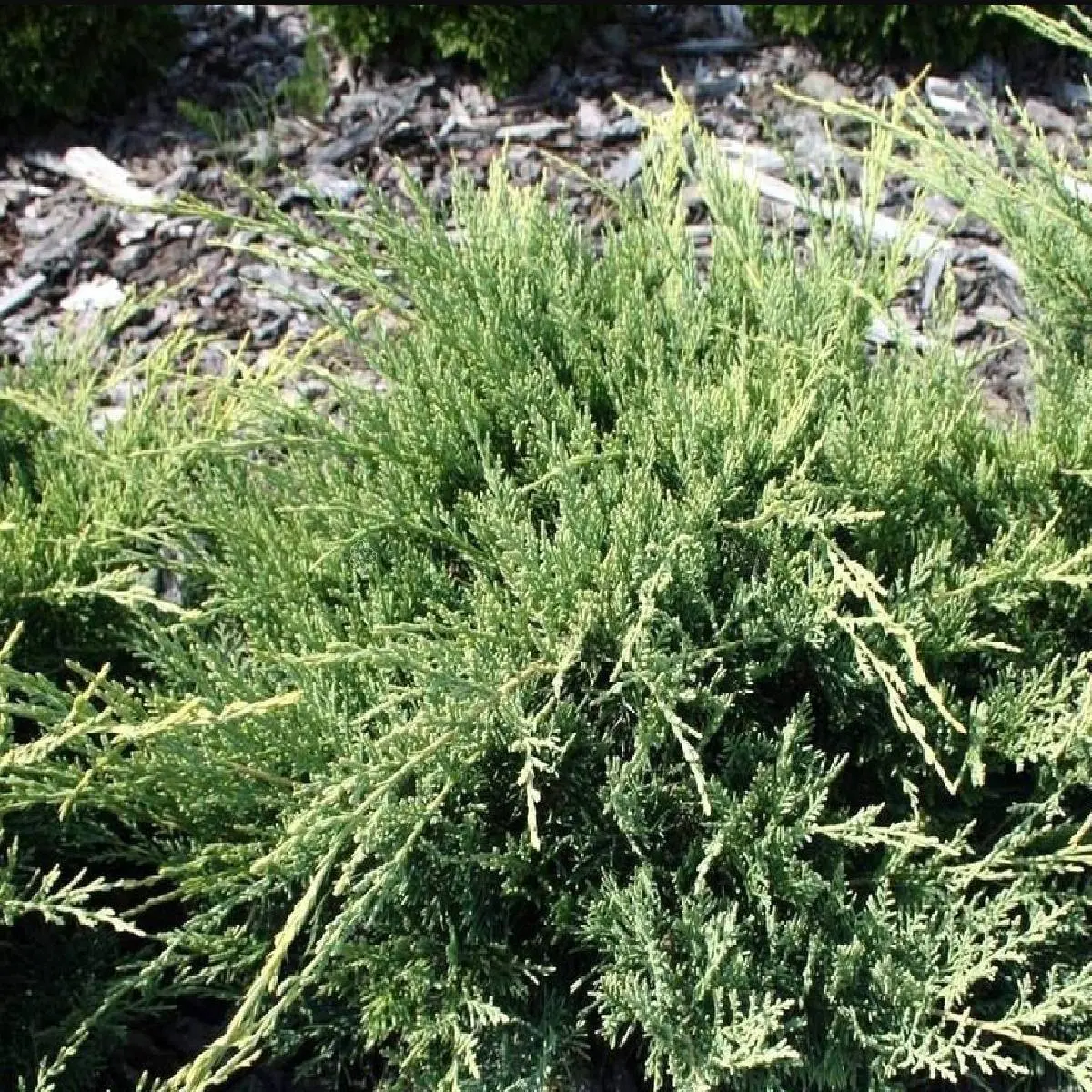 Jałowiec wirginijski ‘Golden Spring’.