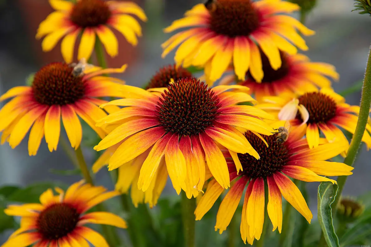 Jeżówka ‘Parrot’.