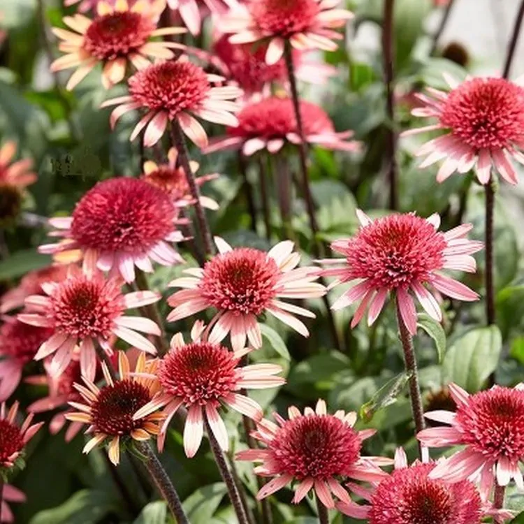 Jeżówka ‘Raspberry Truffle’.