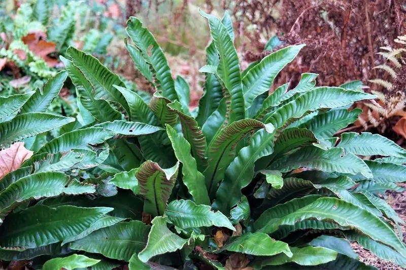 Języcznik zwyczajny (Asplenium scolopendrium).
