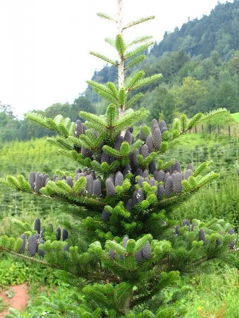 Jodła koreańska (Abies koreana).