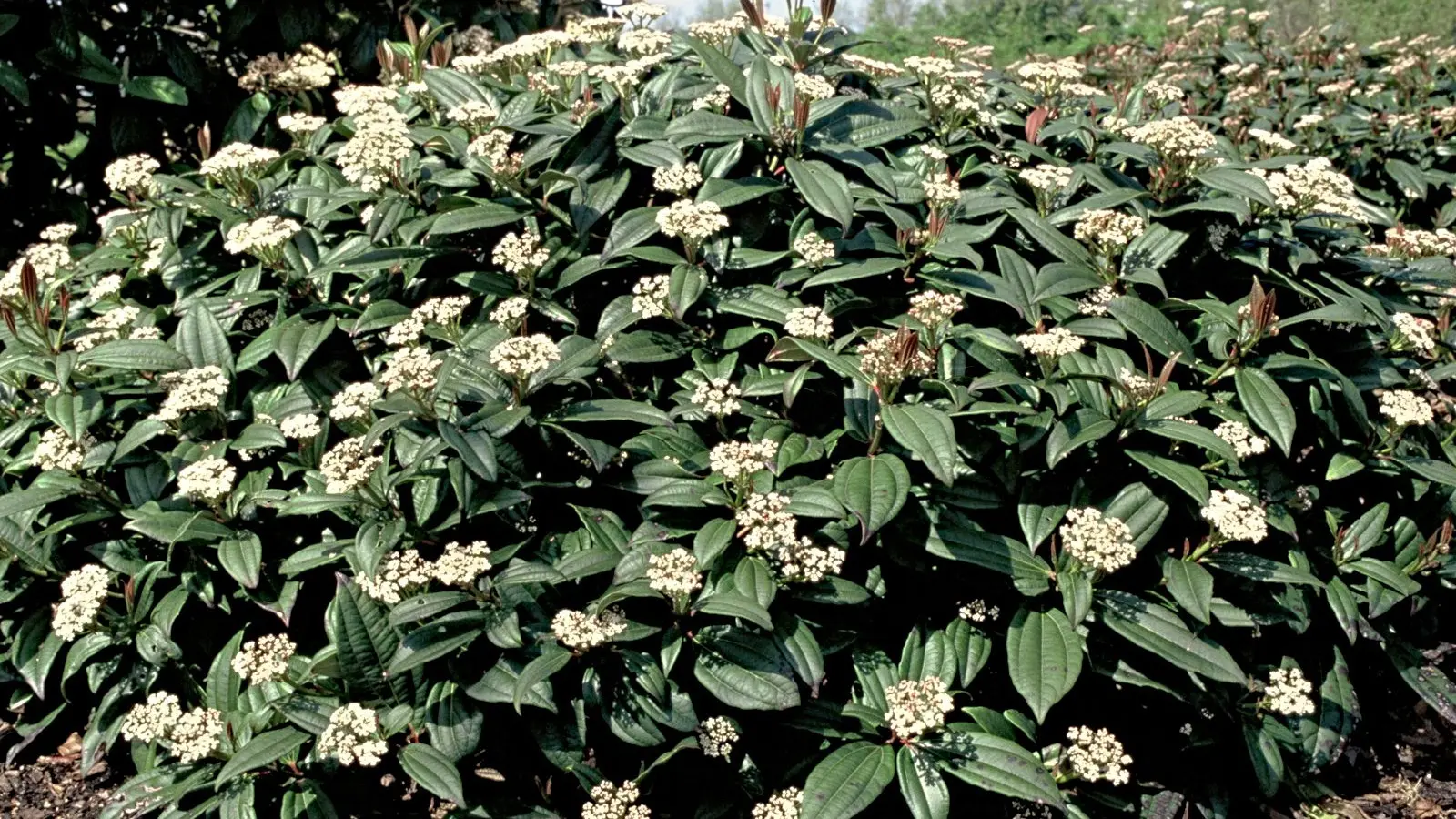 Kalina Davidii