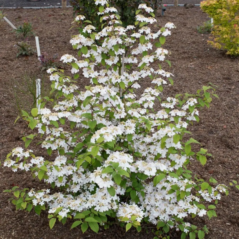 Kalina japońska ‘Kilimanjaro’