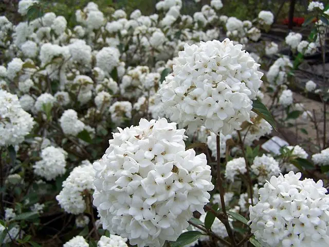 Kalina sztywnolistna ‘Eskimo’