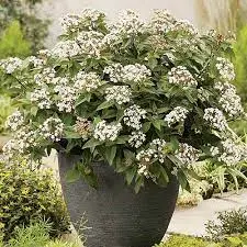 Kalina sztywnolistna ‘Eve Price’