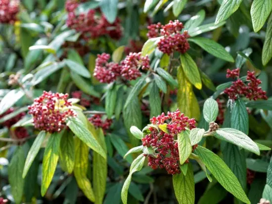 Kalina sztywnolistna ‘Gwenllian’